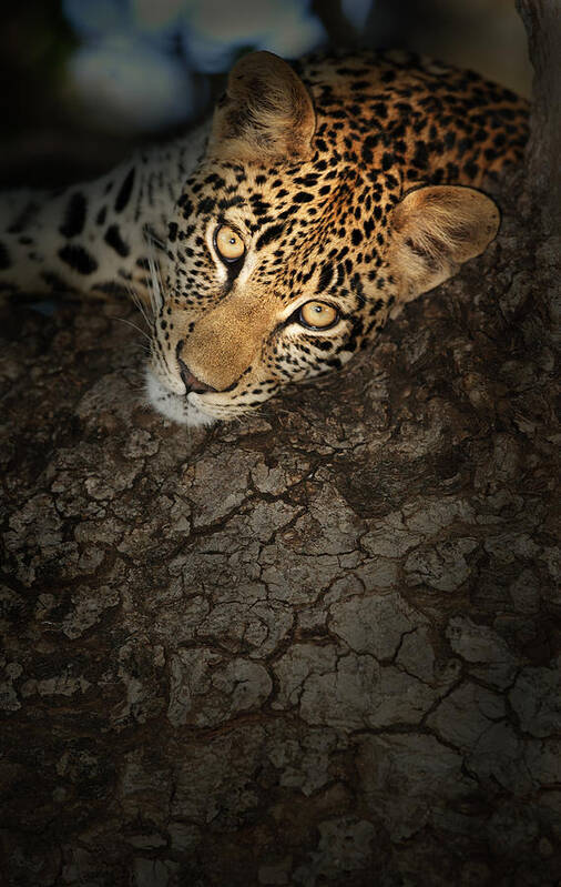Leopard Poster featuring the photograph Leopard Portrait #2 by Johan Swanepoel