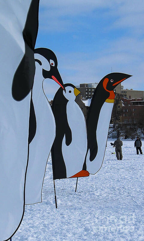 Snow Poster featuring the photograph Penguins #1 by Steven Ralser