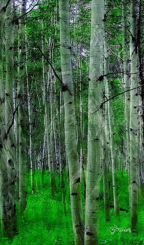 Spectacular Poster featuring the photograph Spectacular Aspens #1 by Cindy Greenstein