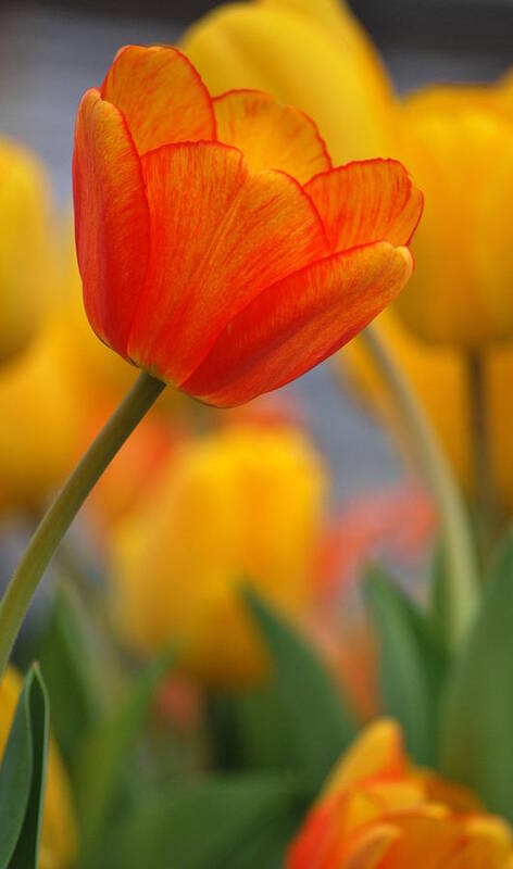 Tulips Poster featuring the photograph Standing Out #1 by Amee Cave
