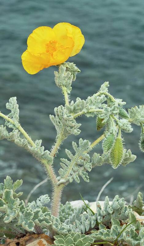 Nobody Poster featuring the photograph Yellow Horned Poppy (glaucium Flavum) #1 by Bob Gibbons