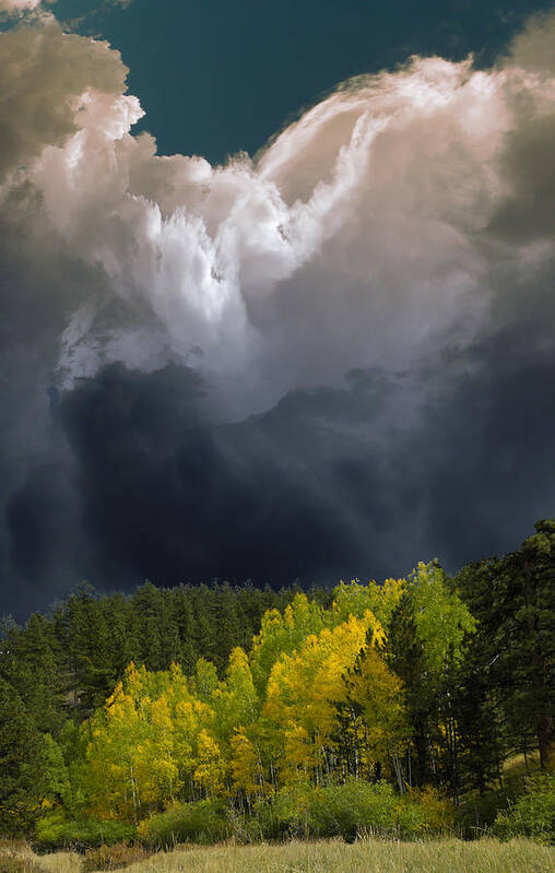 Trees Poster featuring the photograph 3372 by Peter Holme III