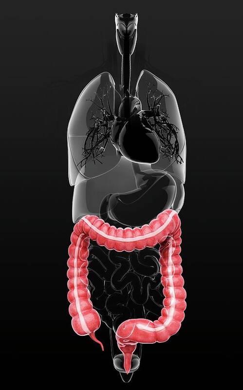 Artwork Poster featuring the photograph Human Digestive System #57 by Pixologicstudio