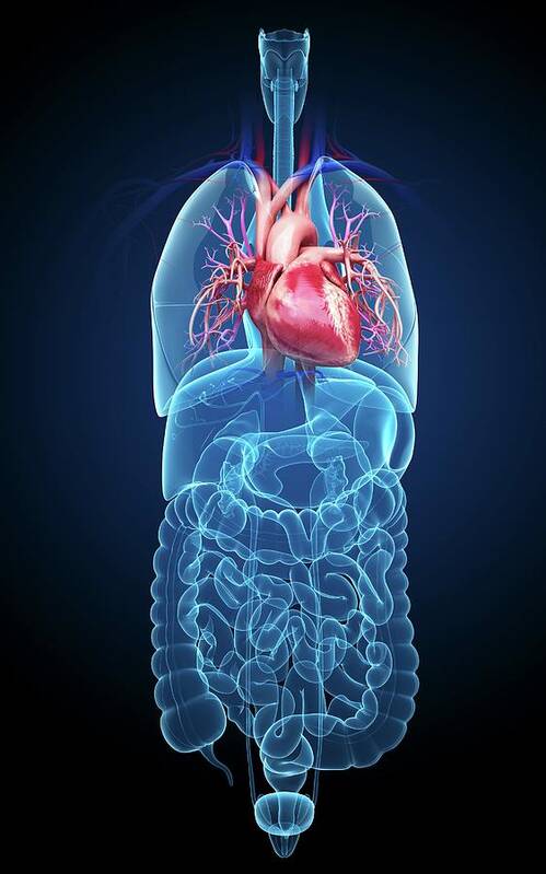 Artwork Poster featuring the photograph Human Internal Organs #78 by Pixologicstudio