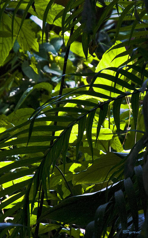 costa Rica Rainforest Palms Jungle Vegetation Poster featuring the photograph A Hint of Light by Christopher Byrd