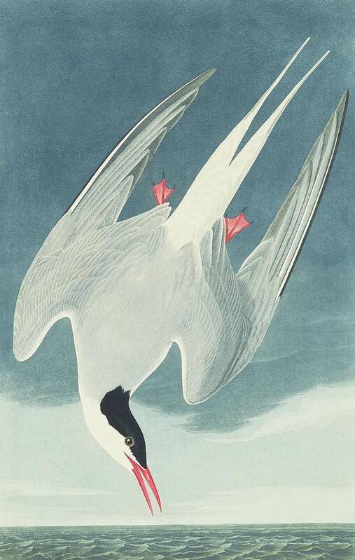 Illustration Poster featuring the photograph Arctic Tern by Natural History Museum, London/science Photo Library