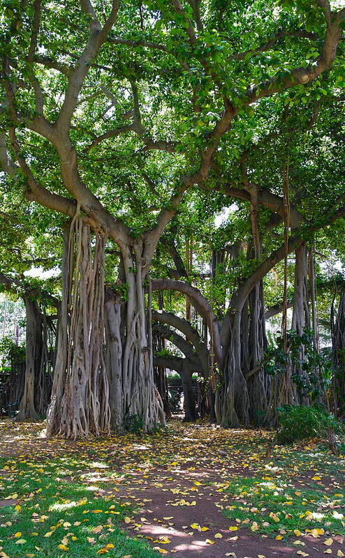 Banyan Tree Poster featuring the photograph Banyan Tree At Honolulu Zoo by Michele Myers