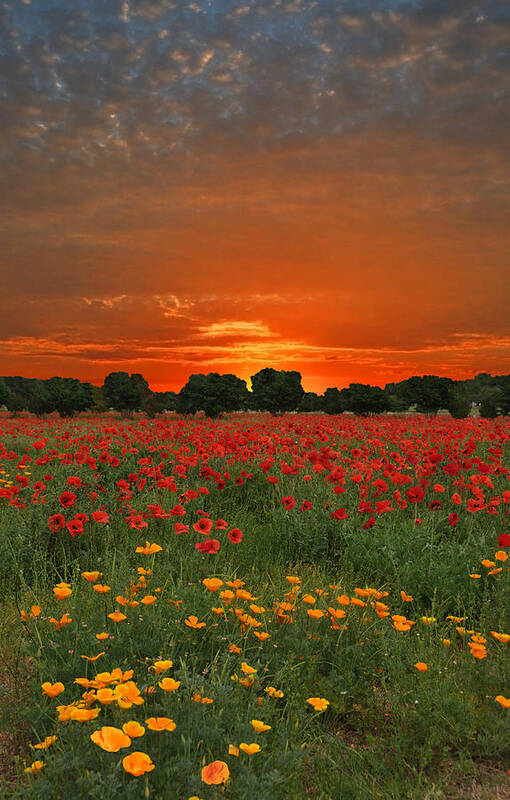 Poppy Poster featuring the photograph Blaze of Glory by Lynn Bauer