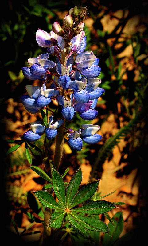 Blue Lupines Poster featuring the photograph Blue Lupines by Thomas Young