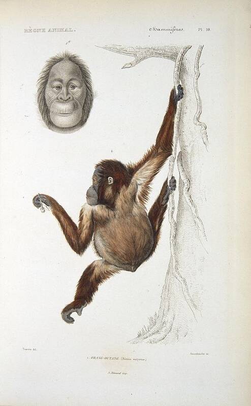 Bornean Orangutan Poster featuring the photograph Bornean orangutan, 19th century by Science Photo Library
