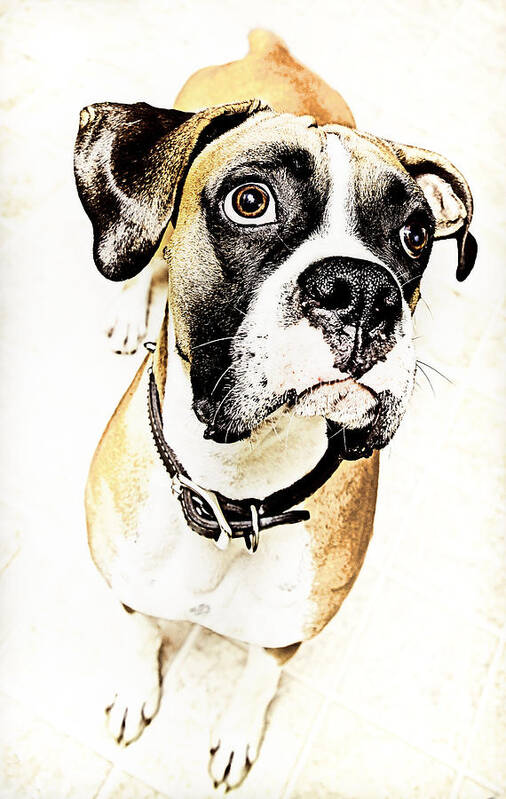 Animal Poster featuring the photograph Boxer dog poster by Peter V Quenter