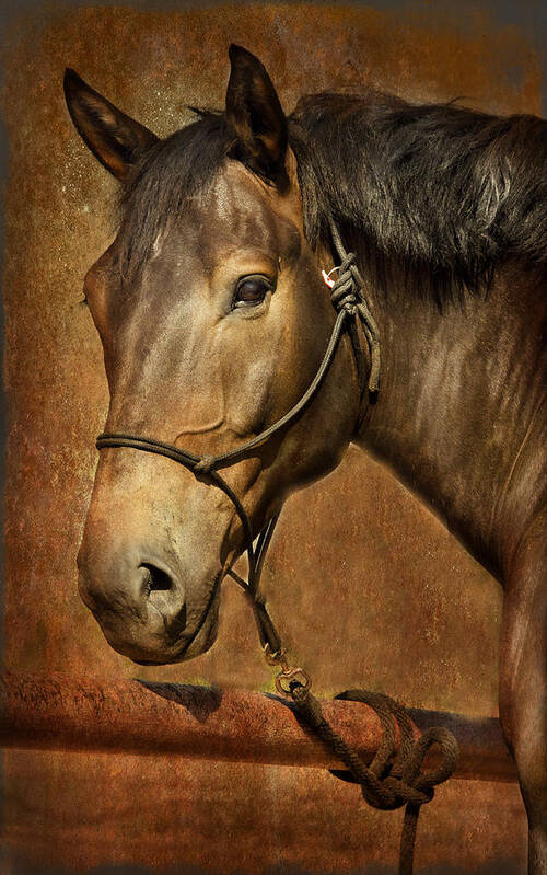 Equine Poster featuring the photograph Brownie by Barbara Manis