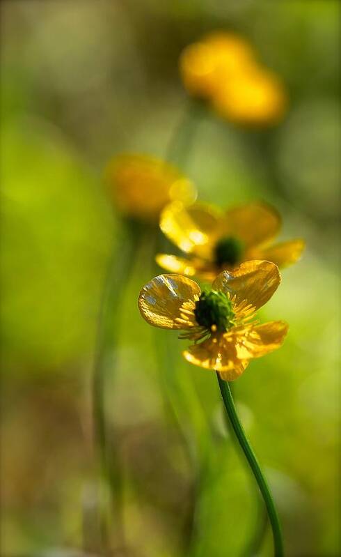 Buttercups Poster featuring the photograph Buttercups I by Tracy Male