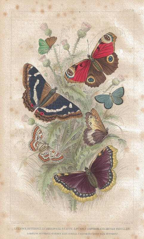 Scenics Poster featuring the digital art Butterfly Old Lithographic Print From by Lusky