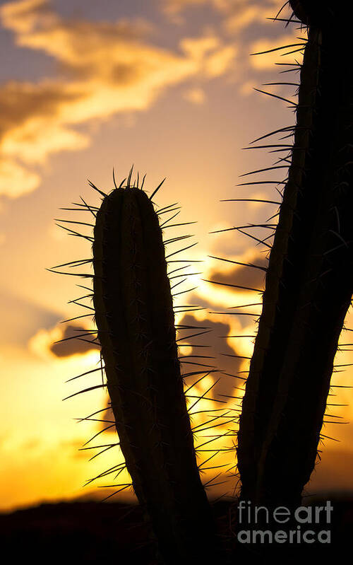 Cactus Poster featuring the photograph Cactus Sunset by James Lavott