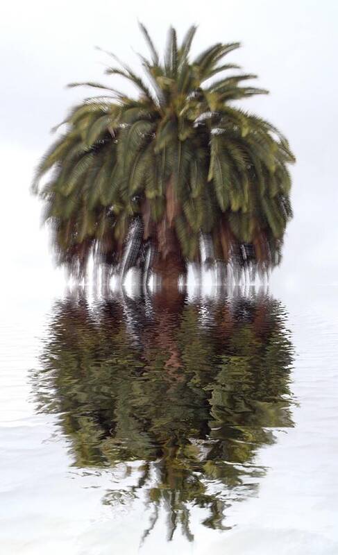 Palm Tree Poster featuring the photograph California dreaming by Suzy Norris