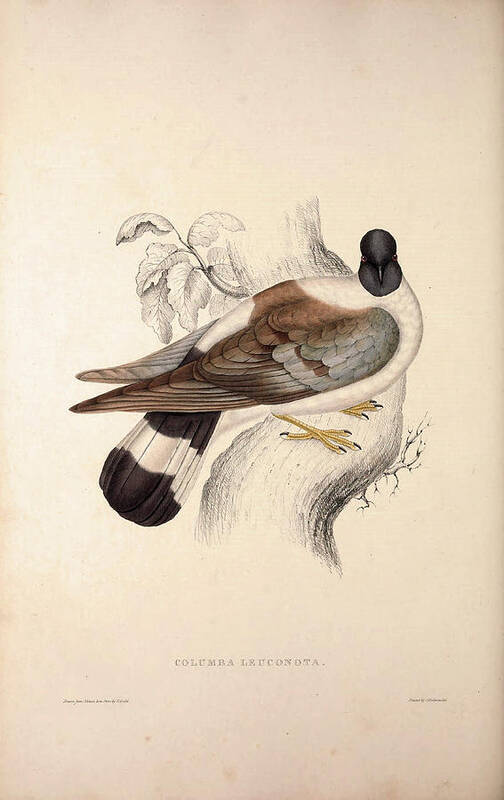Columba Leuconota Poster featuring the drawing Columba Leuconota, Snow Pigeon. A Species Of Bird by Quint Lox