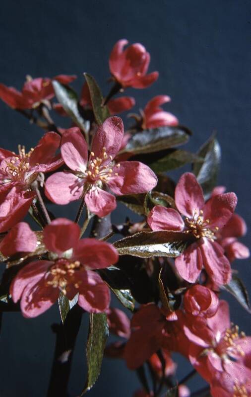 Retro Images Archive Poster featuring the photograph Crab Apple by Retro Images Archive