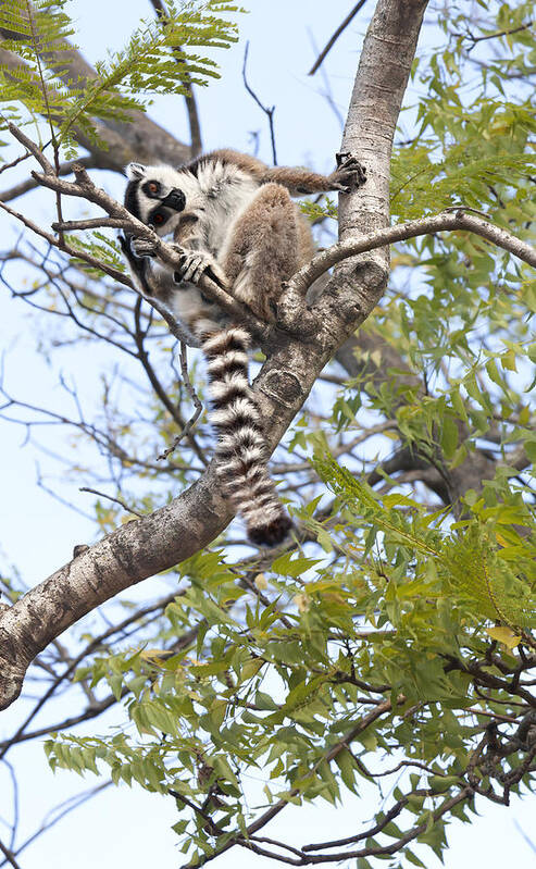 African Africa Poster featuring the photograph Crazy Lemur by Jennifer Harrington Relyea