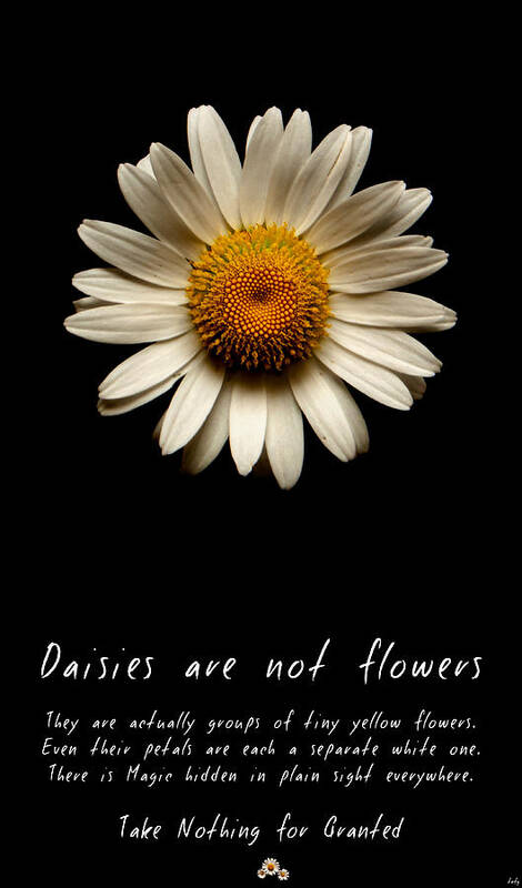 Daisies Are Not Flowers Poster featuring the photograph Daisies are not flowers by Weston Westmoreland