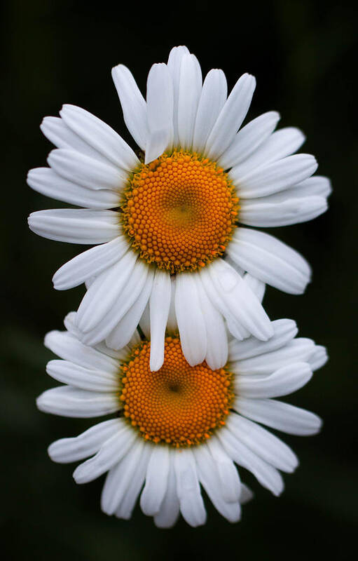Daisy Poster featuring the photograph Daisy twins by Haren Images- Kriss Haren