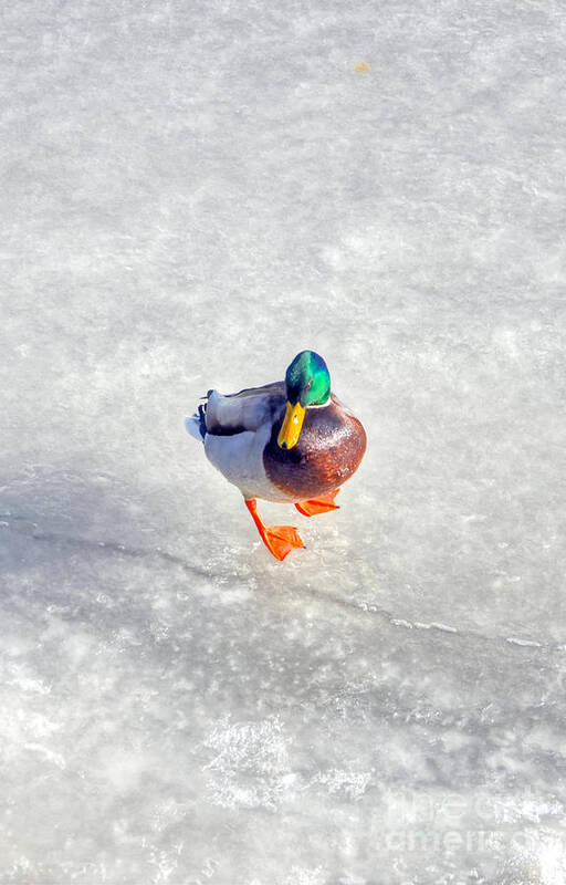 River Poster featuring the photograph Duck on ice by PatriZio M Busnel