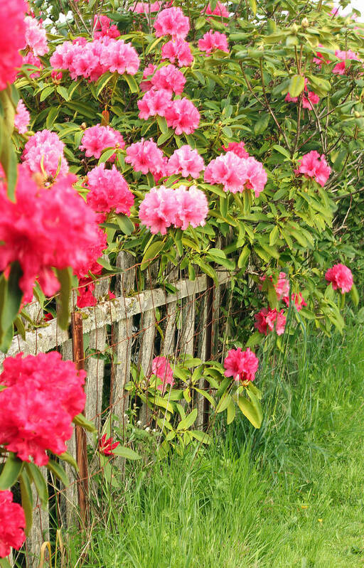Rhodies In Bloom Poster featuring the photograph Fancy Fence by E Faithe Lester