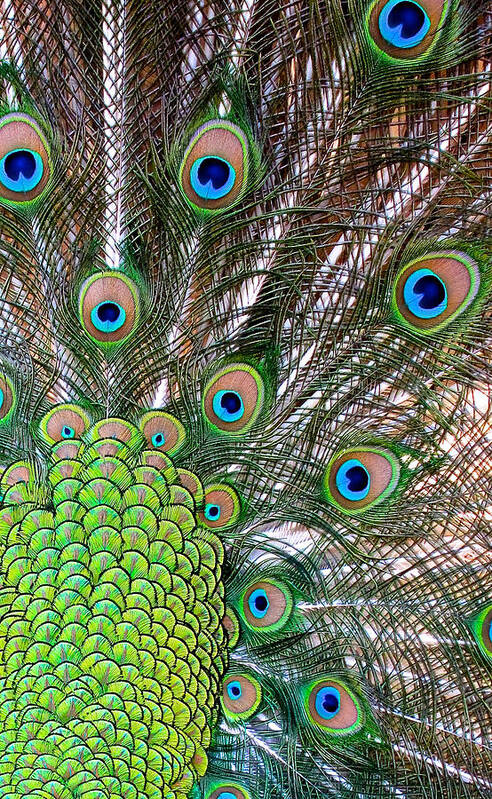 Peacock Poster featuring the photograph Fans And Eyes by Pat Exum