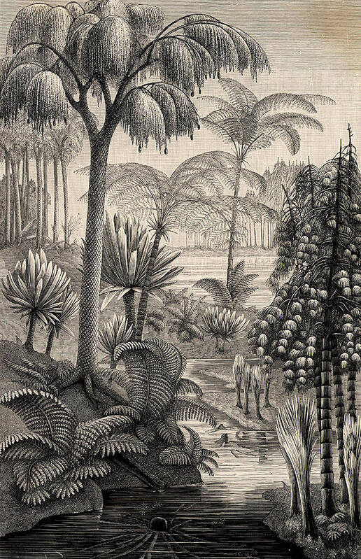 Artist Poster featuring the photograph Forest During The Carboniferous Period by Universal History Archive/uig