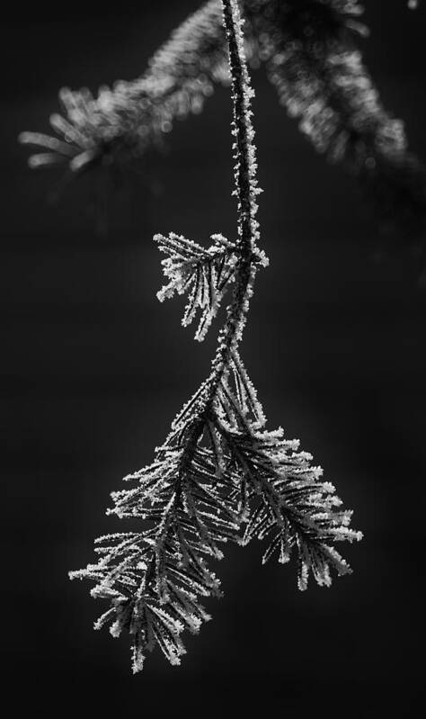 Pine Poster featuring the photograph Frosted Pine Branch by Daniel Thompson