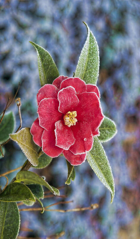 Gregscott Poster featuring the photograph Frosty Camellia - Phone Case Design by Gregory Scott