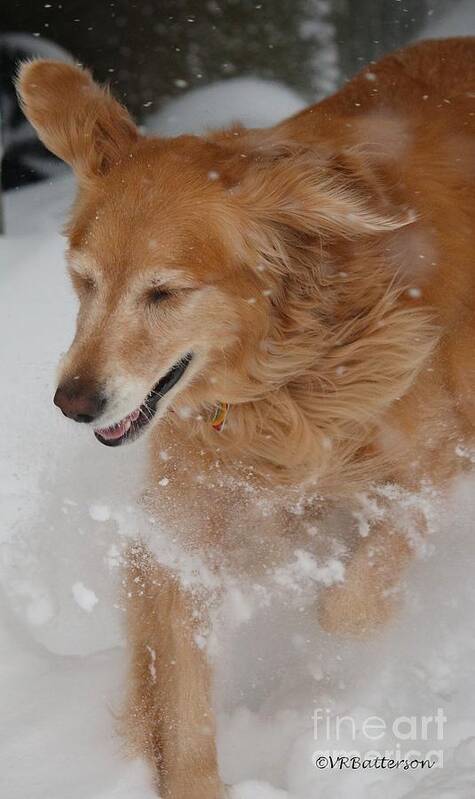 Dogs Poster featuring the photograph Fun in the Snow by Veronica Batterson