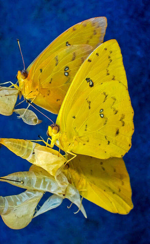 Insects Poster featuring the photograph Go Blue by Winnie Chrzanowski