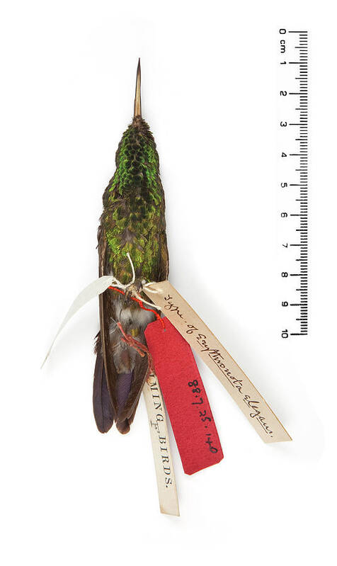 Fauna Poster featuring the photograph Gould's Emerald Hummingbird by Natural History Museum, London/science Photo Library