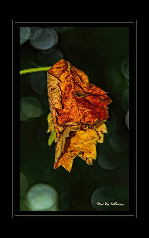 Fall Leaves Photograph Poster featuring the photograph Hanging Gold framed by Lucy VanSwearingen