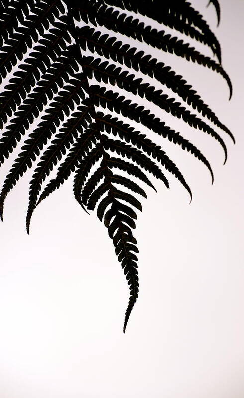 Hawaii Poster featuring the photograph Hapu'u Frond Leaf Silhouette by Lehua Pekelo-Stearns