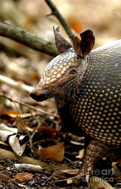 Iphone Poster featuring the photograph Nine Banded Armadillo by Robert Frederick