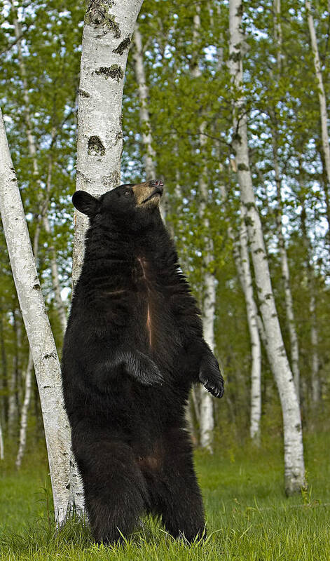 Bear Poster featuring the photograph Itch by Jack Milchanowski