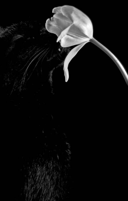 Black Cat Poster featuring the photograph Kitten Scents by Elsa Santoro