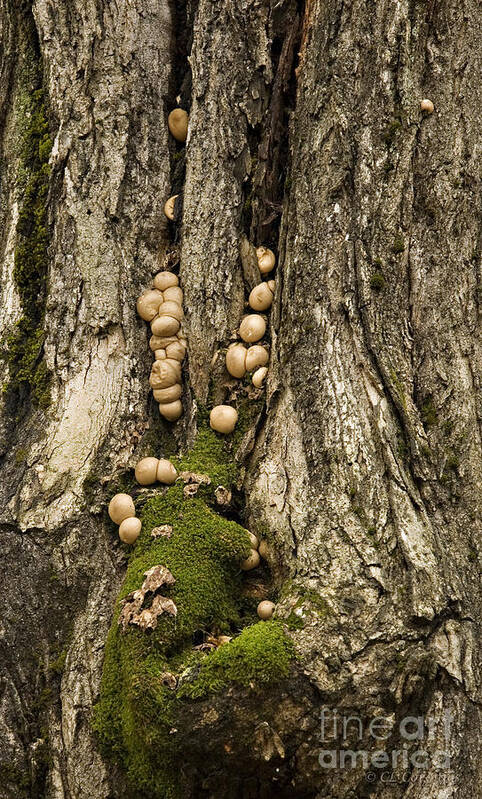 Fungus Poster featuring the photograph Moss-shrooms on a Tree by Carol Lynn Coronios