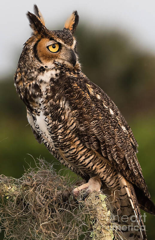 Great Horned Owl Poster featuring the photograph On the Look Out by Mary Lou Chmura