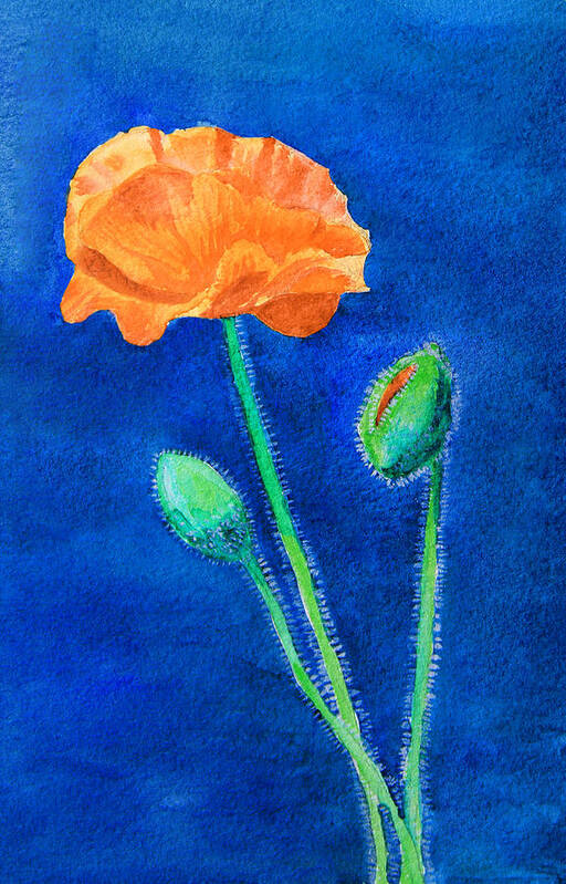 Flower Poster featuring the painting Orange Poppy by Masha Batkova