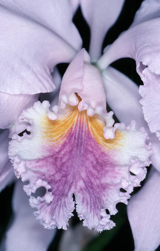 Flower Poster featuring the photograph Orchid 2 by Andy Shomock