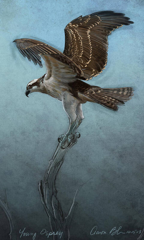 Osprey Poster featuring the digital art Osprey by Aaron Blaise