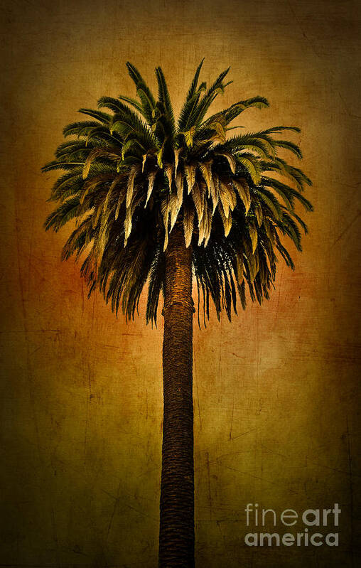 Palm Tree Poster featuring the photograph Palm tree by Elena Nosyreva