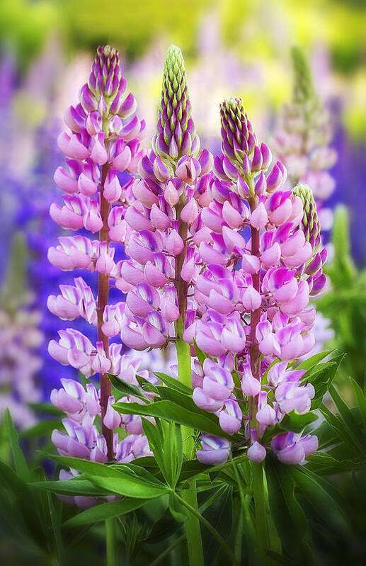 Lupine Poster featuring the photograph Vibrant Pink Lupines by John Vose