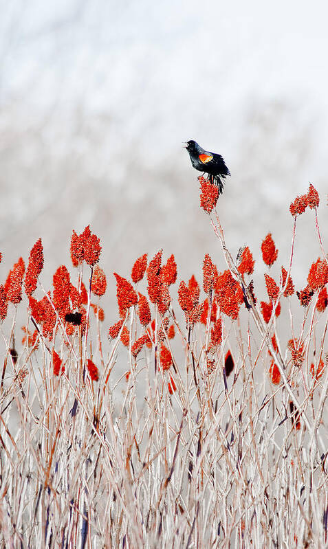 Dunns Marsh Poster featuring the photograph Red Winged Blackbird On Sumac by Steven Ralser