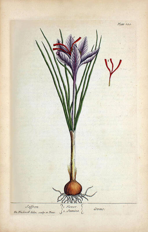 Saffron Poster featuring the photograph Saffron Plant by National Library Of Medicine