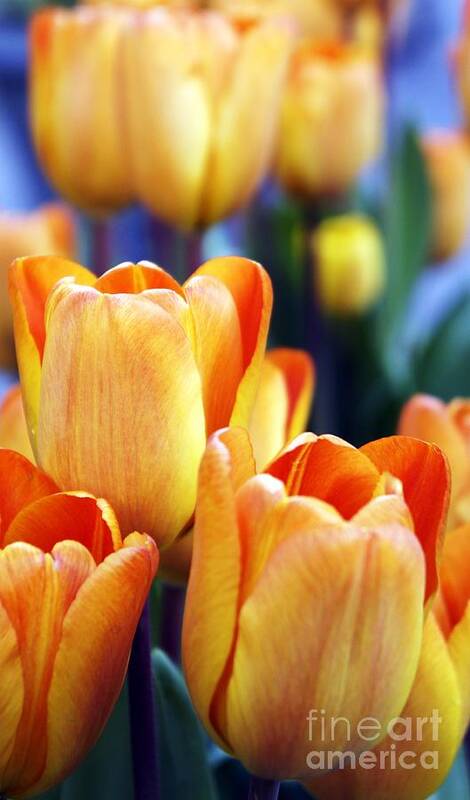 Orange Poster featuring the photograph Standing Tall Tulips by Lilliana Mendez