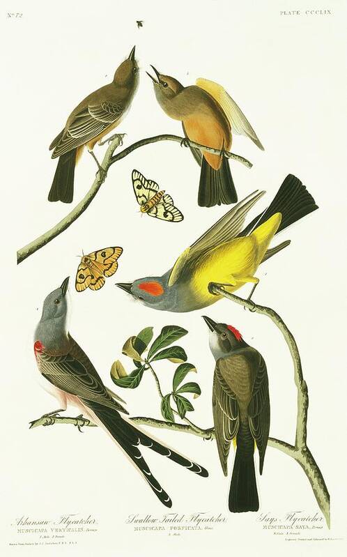Illustration Poster featuring the photograph Tyrant Flycatchers by Natural History Museum, London/science Photo Library